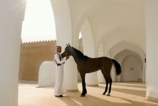 Equestrian Trip in Taif - 1 Day Trip